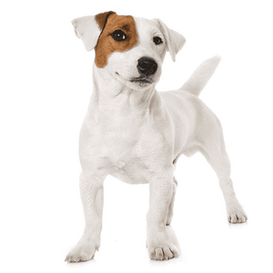 Jack russell terrier